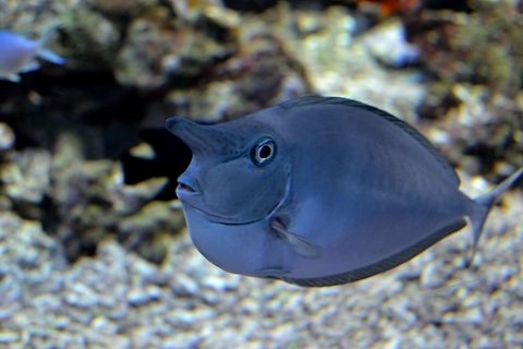 Spotted Unicornfish Spotted Unicornfish (Naso Brevirostris) taken at Bergen Aquarium, Norway, November 2013. Aquarium,Bergen,Fish,Indian Ocean,Norway,Pacific Ocean,Spotted Unicornfish,Unicorn