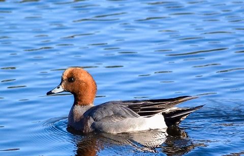 Widgeon A widgeon duck photographed in March at Orrtuvatnet, Bergen, Norway. Anas penelope,Animals,Bergen,Birds,Duck,Eurasian wigeon,Geotagged,Mareca penelope,Nature,Norway,Widgeon,Wildlife