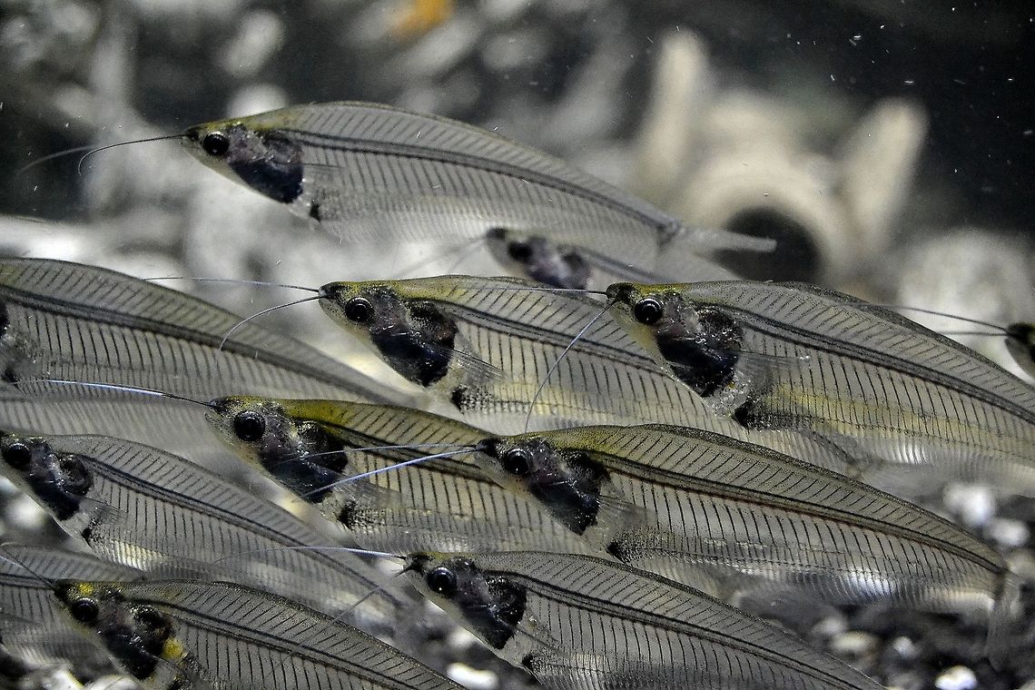 See Through Glass Catfish (Kryptopterus vitreolus)  taken at Bergen Aquarium, Norway, November 2013. Aquarium,Bergen,Fish,Glassfish,Kryptopterus vitreolus,Norway