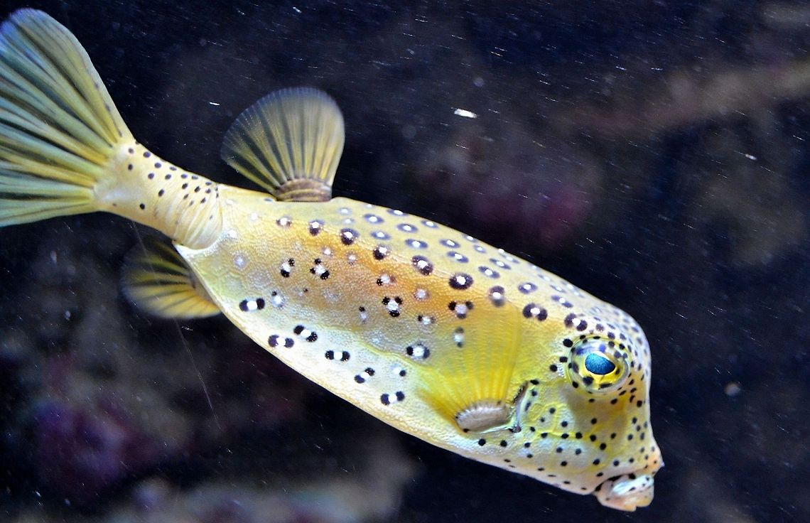 Yellow Boxfish Yellow Boxfish - shot taken at Bergen Aquarium, Bergen, Norway, November 2013. Aquarium,Bergen,Boxfish,Fish,Marine,Ostracion cubicus,Yellow boxfish