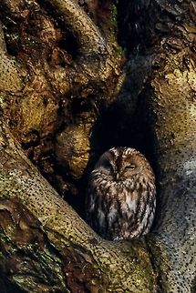 Tawny Owl Tawny Owl - shot taken in Langeskogen, Bergen, Norway, March 2014. Bergen,Birds,Langeskogen,Norway,Owl,Strix aluco,Tawny  Owl,Tawny Owl