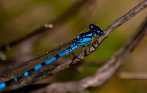 Blue Common Blue Damselfly (Enallagma cyathigerum) , Krokatj&oslash;rna, Bergen, Norway, June 2014. Bergen,Blue,Common Blue Damselfly,Common blue damselfly,Damselfly,Enallagma cyathigerum,Insect,Norway