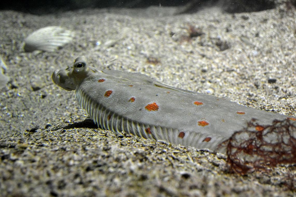 Plaice A Plaice taken at Bergen Aquarium, November 2013. Aquarium,Bergen,European plaice,Fish,Flatfish,Norway,Plaice,Pleuronectes platessa