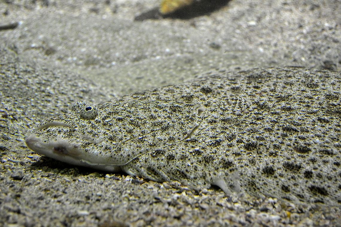 Can you see me? Exceptional camouflage from a Flounder Aquarium,Bergen,European flounder,Fish,Flounder,Platichthys flesus,flatfish