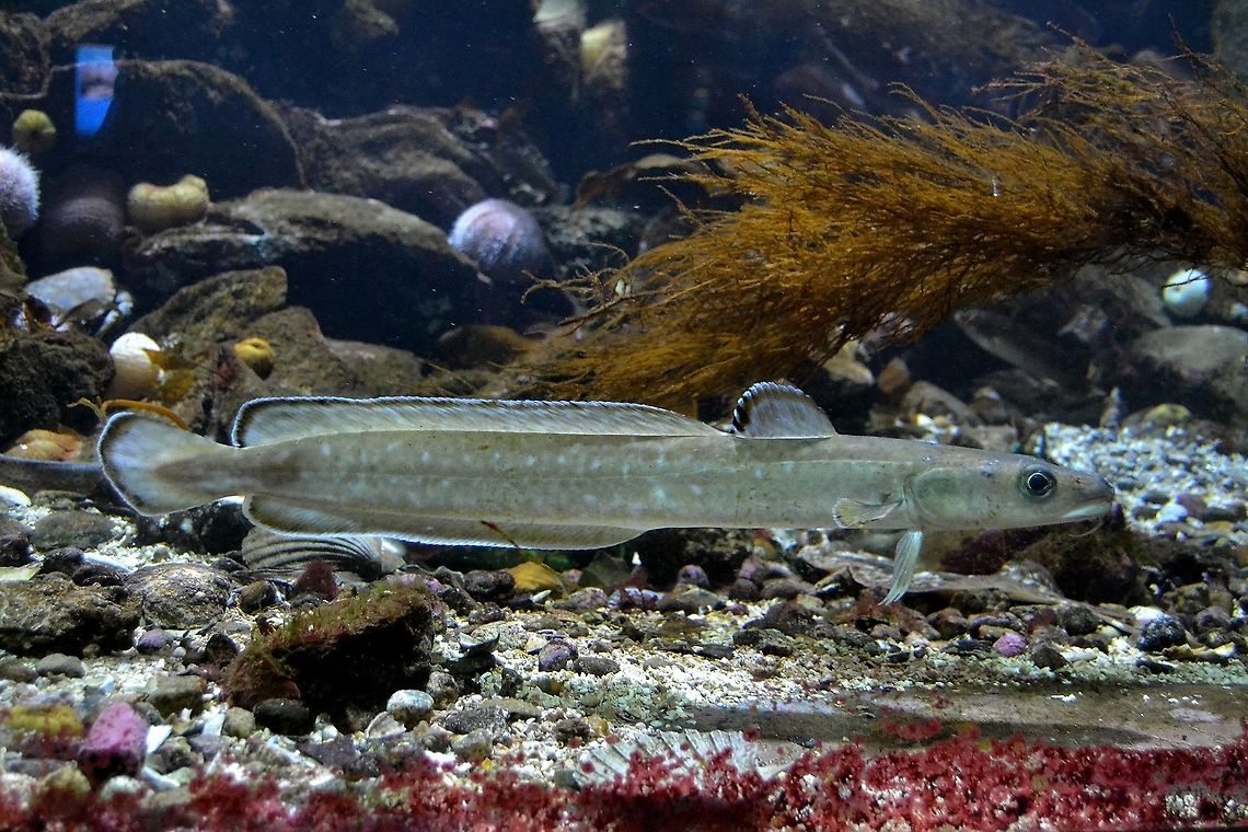 Common Ling The Ling, a fish commonly found around the British Isles, Scandinavia, Faroes and Iceland. Aquarium,Bergen,Common ling,Ling,Molva Molva,Molva molva,Norway,fish