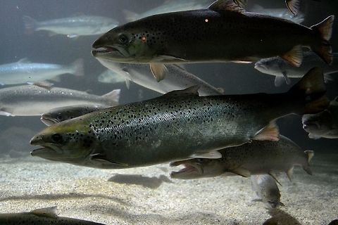 Salmon Atlantic Salmon (Salmo salar) taken in Bergen Aquarium, Norway. Aquarium,Atlantic,Atlantic salmon,Bergen,Fish,Norway,Salmo Salar,Salmo salar,Salmon