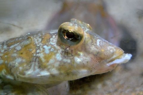 Grey Gurnard Eutrigla Gurnardus, shot at Bergen aquarium,Norway, November 2013. Atlantic,Eutrigla gurnardus,Fish,Grey Gurnard,Marine Fish,Norway