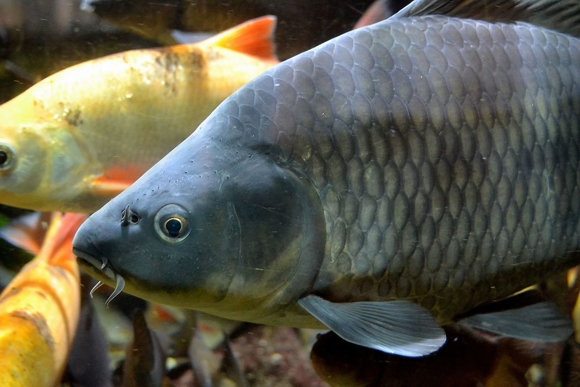 Carp Common Carp, Cyprinus Carpio from Bergen Aquarium, November 2013. Carp,Common Carp,Common carp,Cyprinus Carpio,Cyprinus carpio,Fish