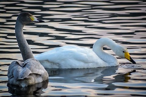 2 generations of Whooper Swans 2 generations of Whooper Swans which have just recently returned to our local lake here in Bergen, Norway, February 2015. Animals,Bergen,Birds,Cygnus Cygnus,Cygnus cygnus,Geotagged,Lake,Norway,Whooper Swan,Whooper swan,Wildlife,Winter