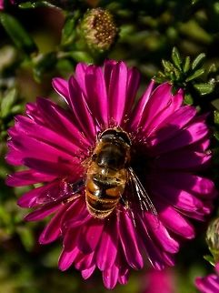 Hoverfly Hoverfly on a purple gerbera daisy. Daisy,Drone Fly,Eristalis tenax,Flower,Geotagged,Gerbera,Hoverfly,Insects,Summer,United Kingdom,mimicry