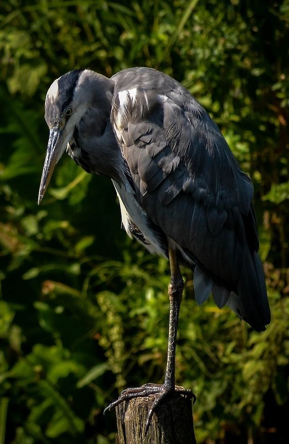 Grey Heron Grey Heron in the Tiergarten park in Central Berlin, Germany, August 2015. Ardea cinerea,Geotagged,Germany,Grey heron,Summer