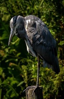 Grey Heron Grey Heron in the Tiergarten park in Central Berlin, Germany, August 2015. Ardea cinerea,Geotagged,Germany,Grey heron,Summer