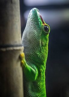 Green Green gecko Naultinus