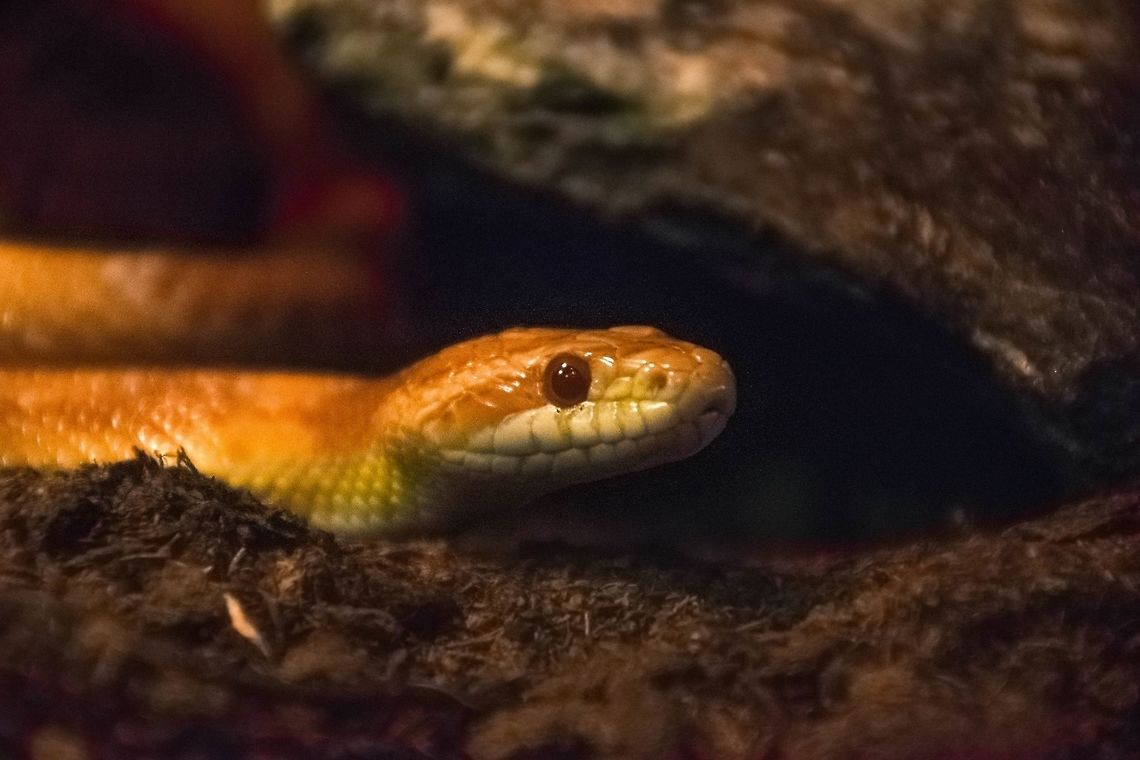 Corny COrn Snake Corn snake,Pantherophis guttatus