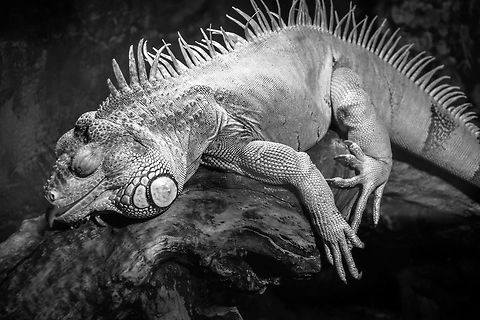 Stoned Again Green iguana sleeping it off Green iguana,Iguana iguana