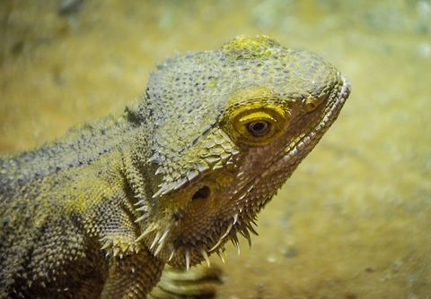 Beardie Eastern bearded dragon, Australia Eastern bearded dragon