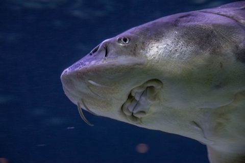 Caviar Caviar on the move Acipenseridae,Lake sturgeon,Sturgeon,White Sturgeon