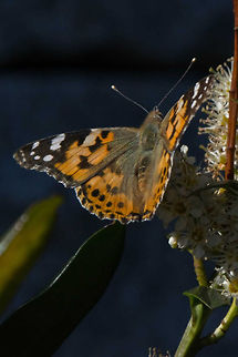 Painted lady Painted lady spotted on Mount Fløyen in Bergen, Norway Geotagged,Norway,Vanessa cardui,Vanessa carduui