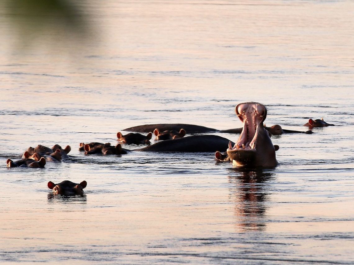 The Yawn A hippo pod at sunset. Hippo,Hippopotamus,Hippopotamus amphibius,africa,aquatic mammals