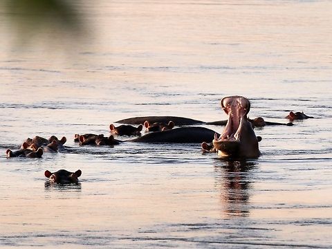 The Yawn A hippo pod at sunset. Hippo,Hippopotamus,Hippopotamus amphibius,africa,aquatic mammals