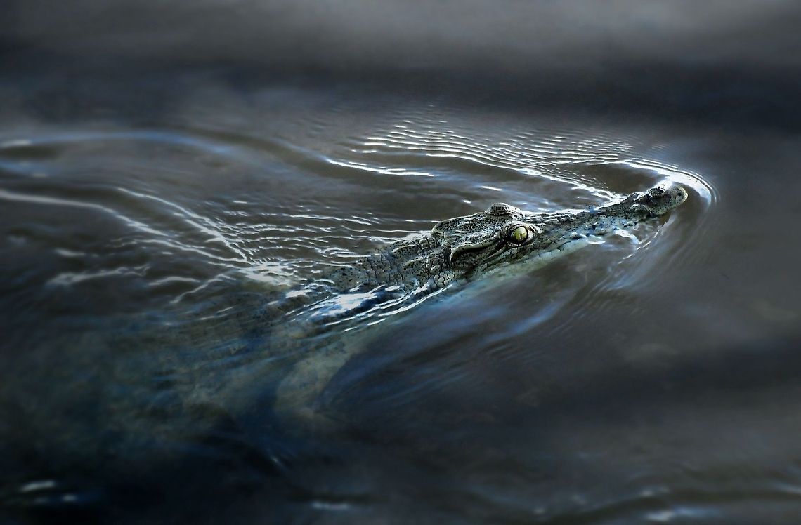 Trainee Assasin  Crocodylus niloticus,Nile crocodile