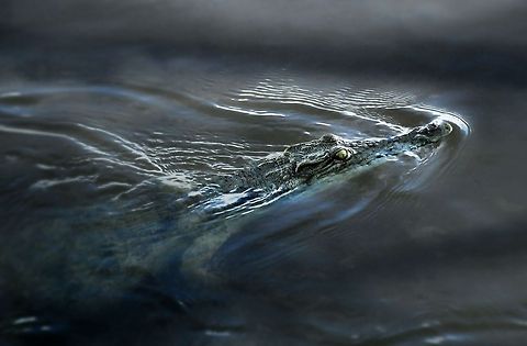 Trainee Assasin  Crocodylus niloticus,Nile crocodile