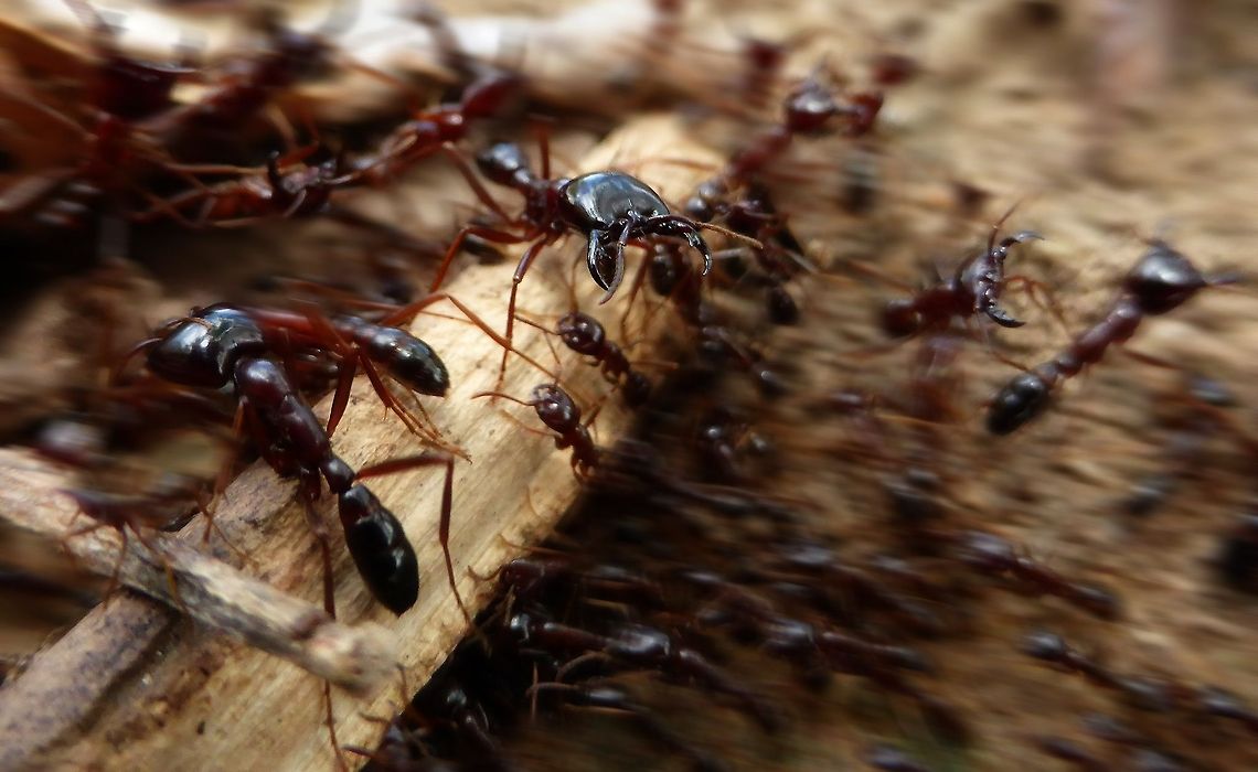 Ants  Ants