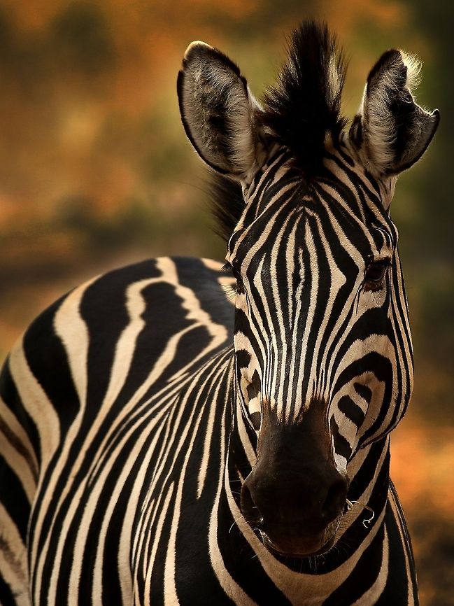 Zebra  Equus quagga,Plains zebra