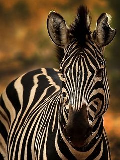 Zebra  Equus quagga,Plains zebra