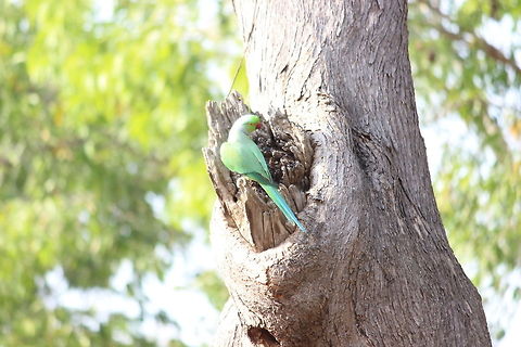 posing parrot  Psittacula krameri,Rose-ringed Parakeet