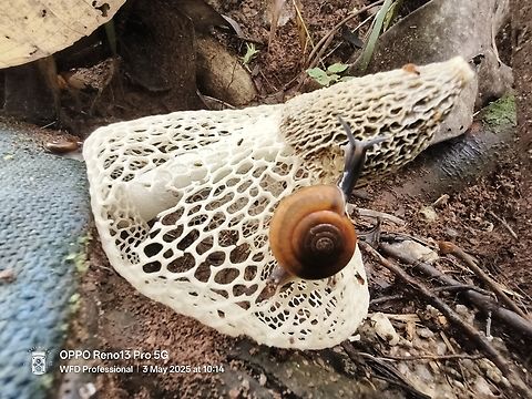 Phallus indusiatus (Bamboo mushrooms) The bamboo mushroom (Phallus indusiatus) is a stinkhorn found in tropical areas of southern Asia, Africa, the Americas, and Australia. It grows in woodlands and gardens in rich soil and well-rotted woody material.

offer a range of health benefits, including potential anti-cancer properties, antioxidant activity, and immune system support. They are a good source of protein, carbohydrates, and dietary fiber, and may also have anti-inflammatory effects. Additionally, they are known for their umami flavor and can be a nutritious and delicious addition to various dishes. 

https://www.facebook.com/watch/?v=273986423591137

Picture take from Bukit Dinding ,Malaysia