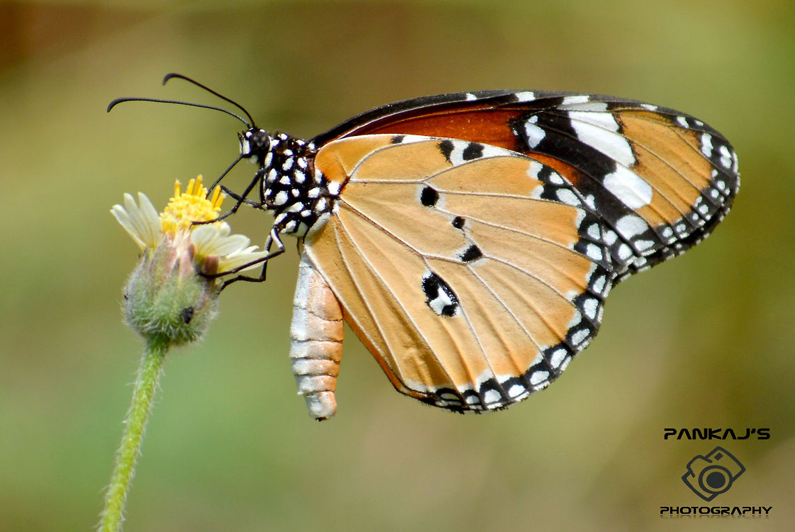 butter fy  African Monarch,Butterfly,Danaus chrysippus,Plants,nature,pollen