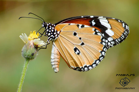 butter fy  African Monarch,Butterfly,Danaus chrysippus,Plants,nature,pollen