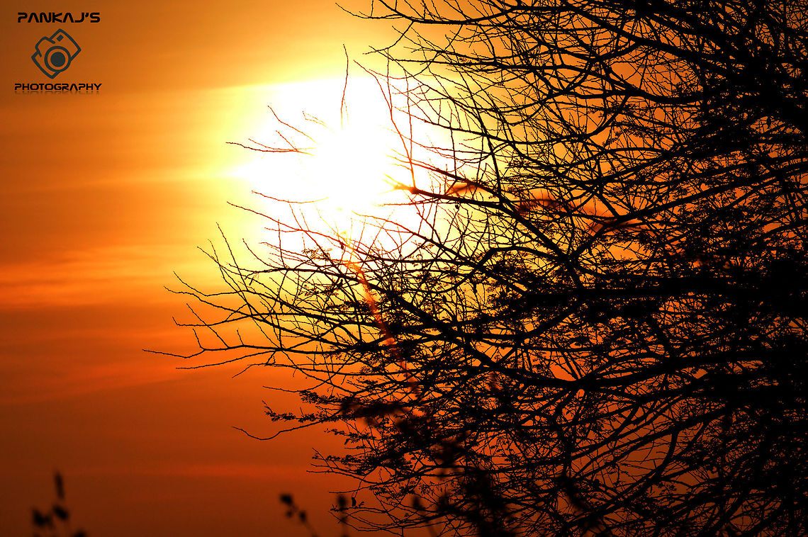 sunset  Big trees,India,Plants,Sunset,silhouette