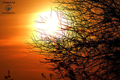 sunset  Big trees,India,Plants,Sunset,silhouette