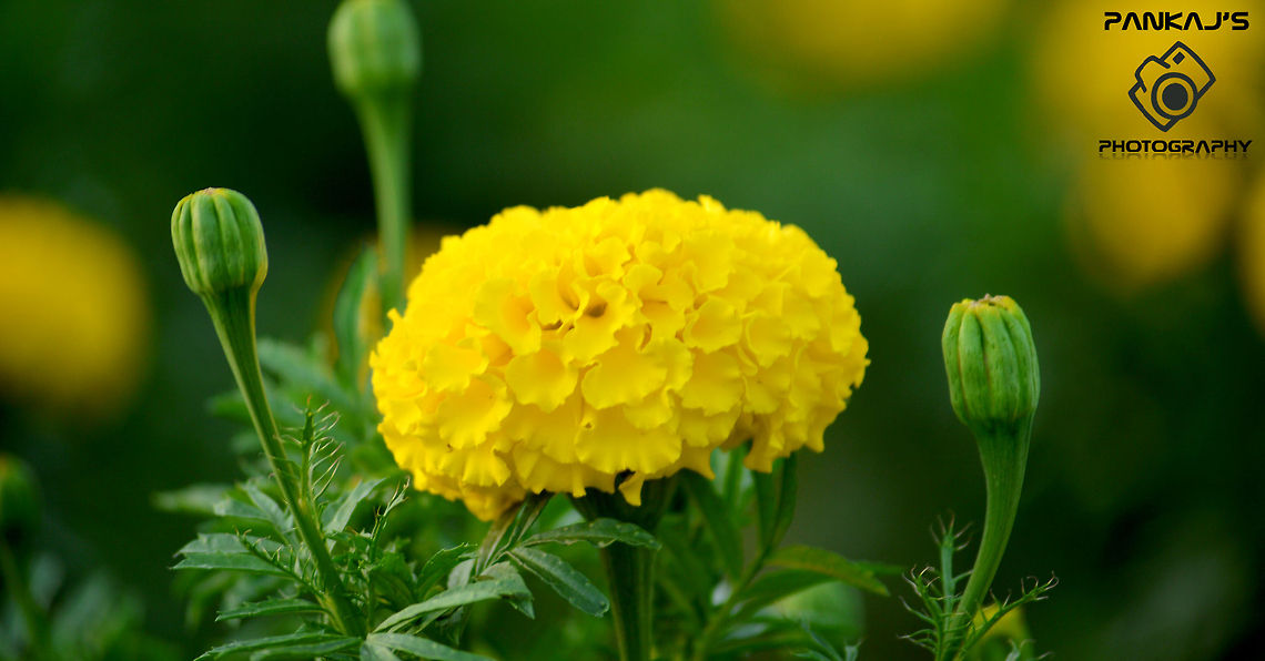 The Mexican marigold rise and birth Cape marigold,Dimorphotheca sinuata,Mexican marigold,Tagetes erecta