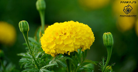 The Mexican marigold rise and birth Cape marigold,Dimorphotheca sinuata,Mexican marigold,Tagetes erecta