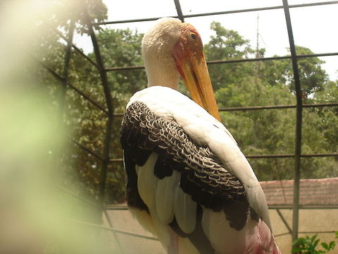 Serious Stork  Geotagged,India,Mycteria leucocephala,Painted Stork
