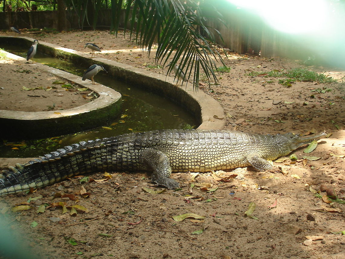 The Sleepy Alligator  Gavialis gangeticus,Gharial