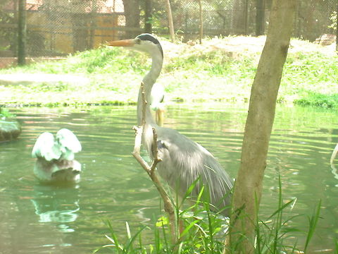 The Alert Heron  Ardea cinerea,Grey Heron