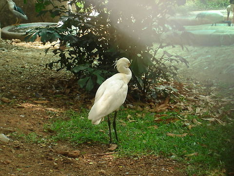 Shy spoonbill  Eurasian Spoonbill,Ibis,Long Beak,Platalea leucorodia