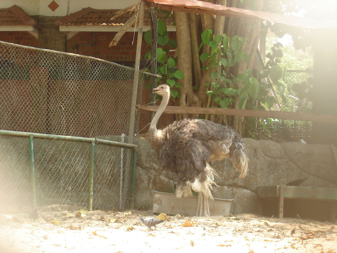 Ostrich Finally! Ostrich,Struthio camelus