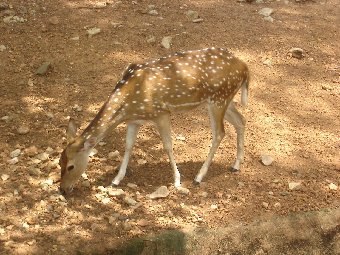 Deer Trying To Find Food  Axis axis,Chital