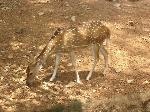 Deer Trying To Find Food  Axis axis,Chital