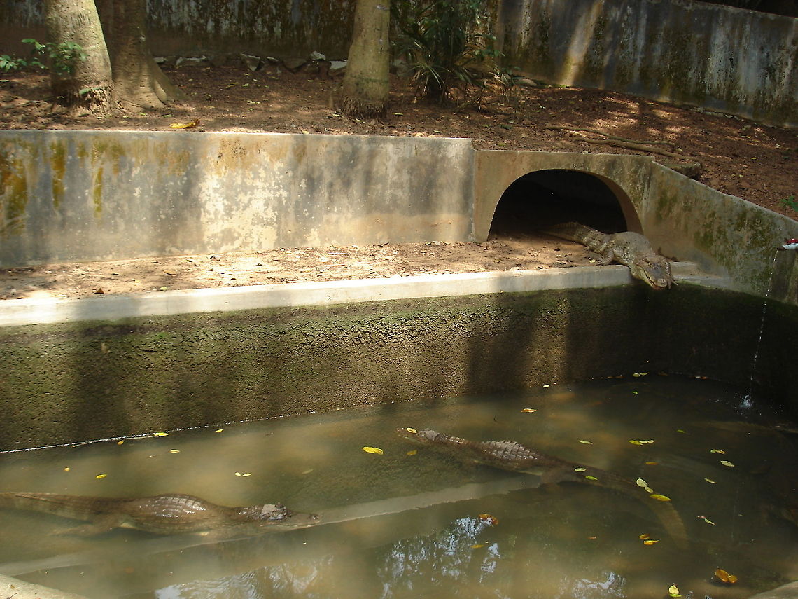 Hello Friends!  Crocodylus palustris,Mugger crocodile