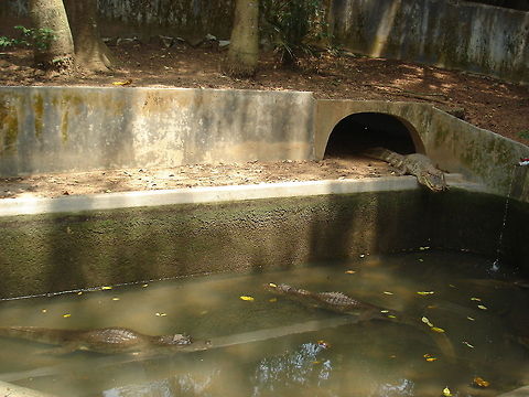Hello Friends!  Crocodylus palustris,Mugger crocodile