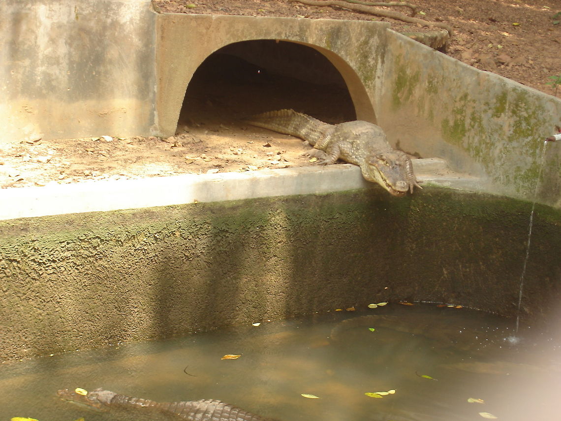 Crocodile Coming Out  Crocodylus palustris,Mugger crocodile