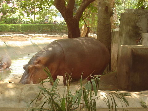 Lazy Hippo  Hippopotamus,Hippopotamus amphibius