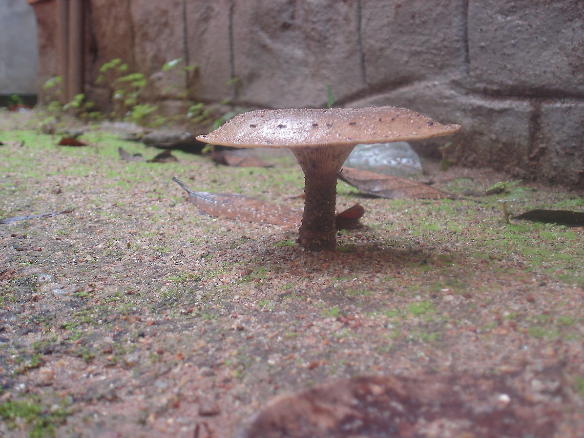 Wall Mushroom  Macrolepiota procera,Parasol mushroom
