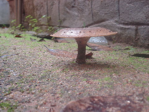 Wall Mushroom  Macrolepiota procera,Parasol mushroom